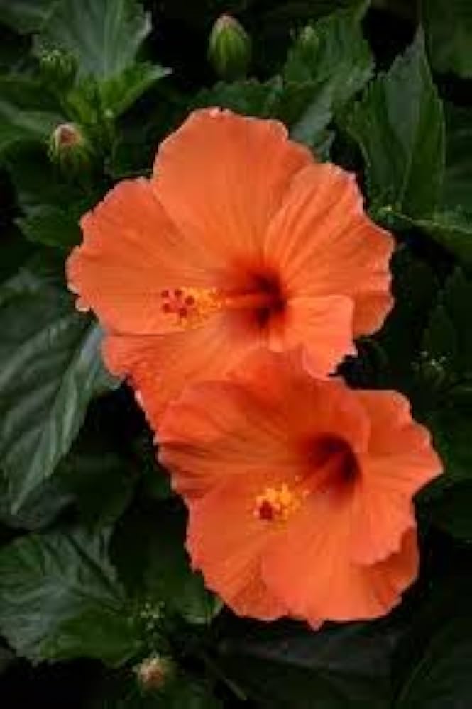 Orange Hibiscus Hibiscus rosa-sinensis Seeds for Planting for Flower Bed