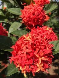 Ixora Ixora spp. Flower Seeds for Planting in Flower Bed & Garden