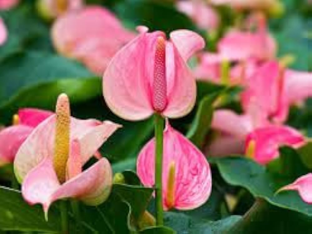 Anthurium Anthurium spp. Seeds for Planting - Great for Urban Garden & Flower Bed