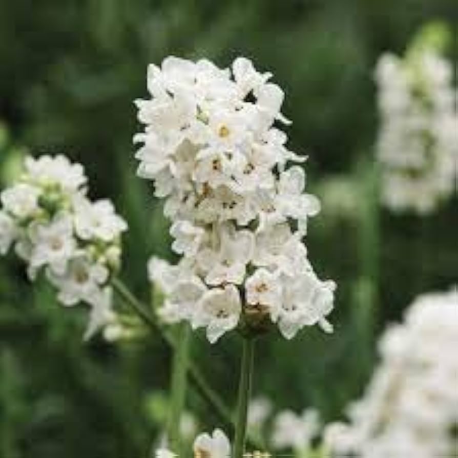 Rare Lavender Seeds Pink and White