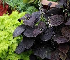 Deep Purple Dragon Coleus Seeds Flower seeds for Planting Colorful Display Heirloom & GMO Free Seeds for Home Garden 
 
 Sale for planting in home garden