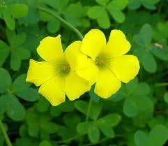 Oxalis Laciniata Oxalis spp Flower Seeds for Planting in Flower Bed
