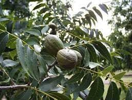 Carya Illinoinensis Seeds For Planting: Grow Your Own Nut Harvests Plant Seeds