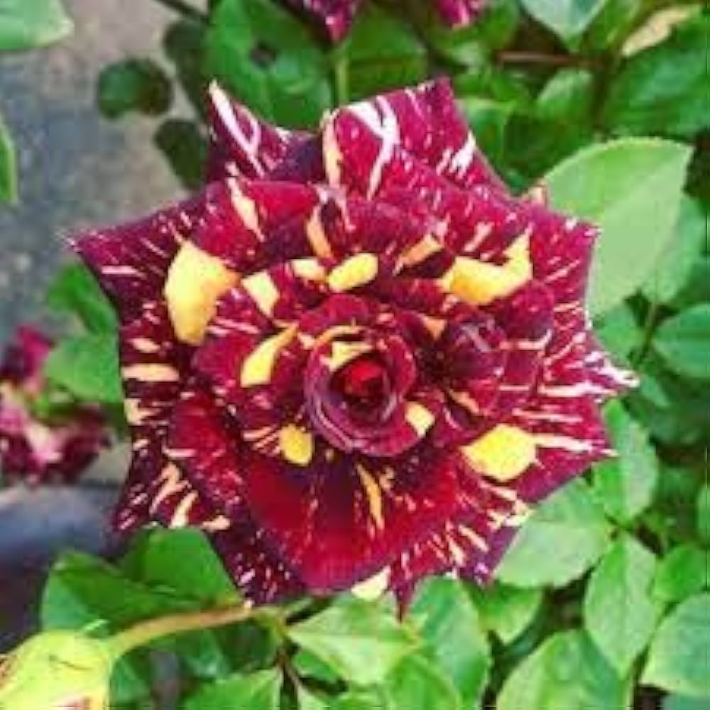 Marron Yellow Rose Flower Seeds for Planting Long Bloom Season Heirloom & GMO Free Seeds for Home Garden 
 
 Sale