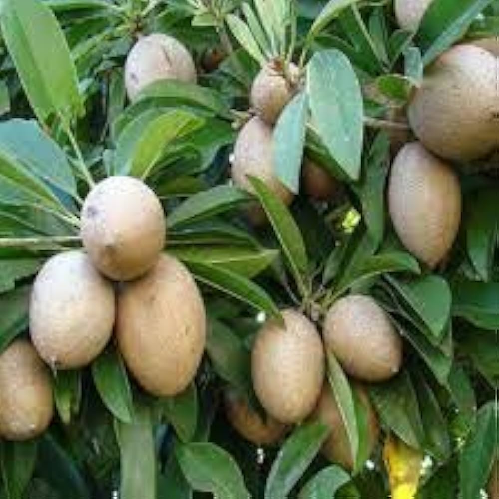 Sapota Fruit Seeds Manilkara zapota for Planting in Vegetable Patch