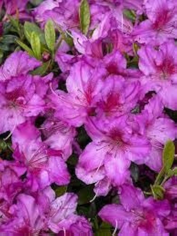 Rhododendron Azalea Rhododendron spp. Flower Seeds for Planting - Perfect for Flower Bed & Shade Garden