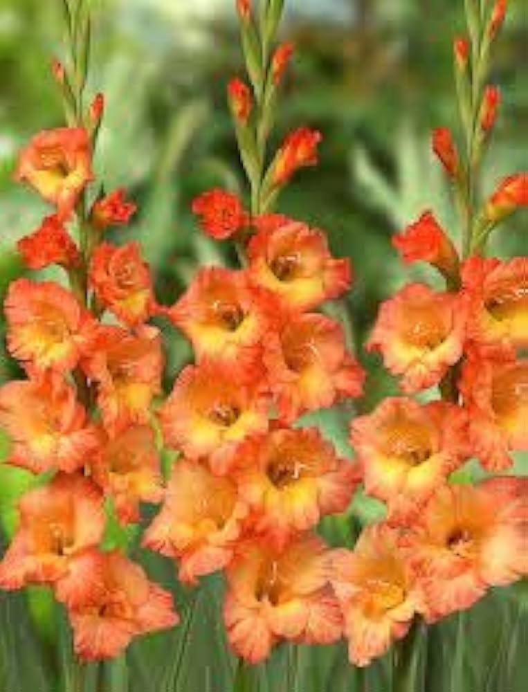 Gladiolus Yellow Orange Flower seeds for Planting - Cut Flower Favorite, Heirloom & GMO Free Seeds for Home Garden