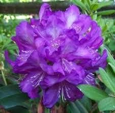 Brick Pink Bougainvillea Flower Seeds for Planting – Long Bloom Season Heirloom & NonGMO Seeds for Home Garden
 
 Sale for planting in home garden