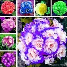African Flower seeds for Planting - Shade Tolerant, Heirloom & GMO Free Seeds for Home Garden
 
 Sale seeds for home garden