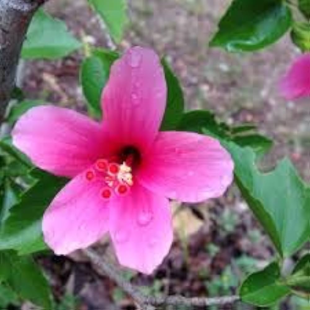 Star Hibiscus Rose Hibiscus rosa-sinensis Seeds for Planting in Tropical Garden