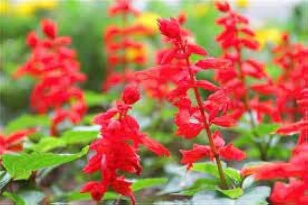 Sage Seeds for Planting  Perennial Garden Beauty - Evergrowseeds