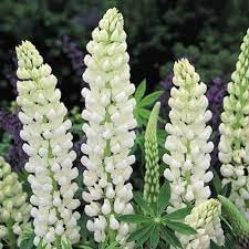 Lupinus Albus Flower seeds for Planting - Long Bloom Season, Heirloom & GMO Free Seeds for Home Garden
 
 Sale for planting in home garden.