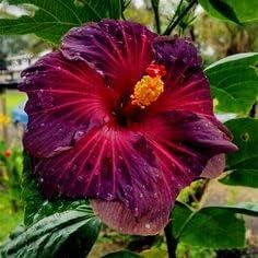 Purple Maroon Hibiscus Flower seeds for Planting - Colorful Display, Heirloom & GMO Free Seeds for Home Garden
 
 Sale seeds for planting in home garden