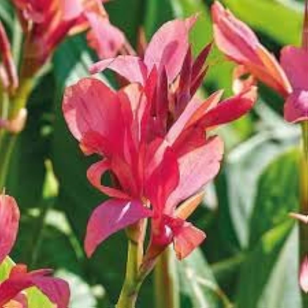 Red Strelitzia Reginae Seeds Flower seeds for Planting Low Maintenance Heirloom & GMO Free Seeds for Home Garden