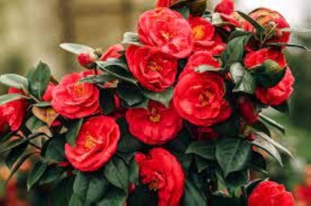 Light Orange Camellia Flower seeds for Planting - Perfect for Borders, Heirloom & GMO Free Seeds for Home Garden