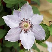Heirloom Virginsbower Flower seeds for Planting Hardy Variety Heirloom & GMO Free Seeds for Home Garden 
 
 Sale for planting in home garden