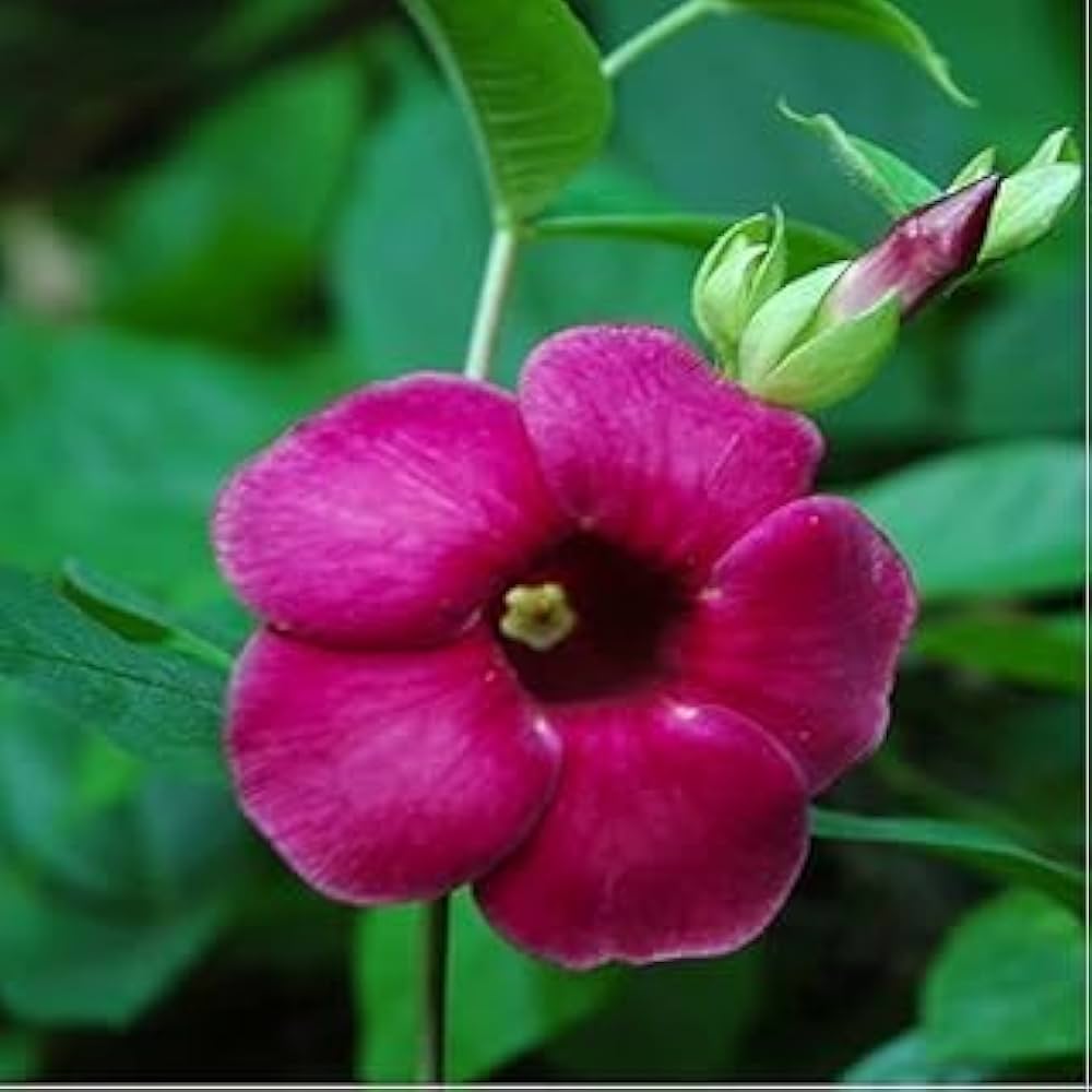 Allamanda Violacea Seeds for Planting Allamanda violacea for flower beds and tropical gardens