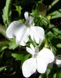 Lobelia Regatta White Seeds for Elegant White Blooms