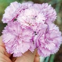 Dianthus Lavender Flower seeds for Planting - Cut Flower Favorite, Heirloom & GMO Free Seeds for Home Garden
 
 Sale for planting in home garden.