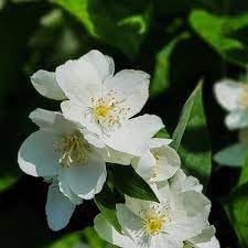 Philadelphus Coronarius Flower seeds for Planting - Perfect for Borders, Heirloom & GMO Free Seeds for Home Garden
 
 Sale seeds for planting in home garden