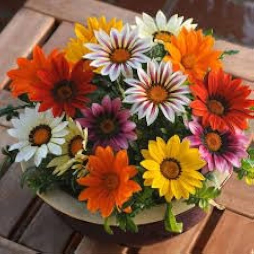 Gazania Sunshine Flower seeds for Planting - Garden Favorite, Heirloom & GMO Free Seeds for Home Garden