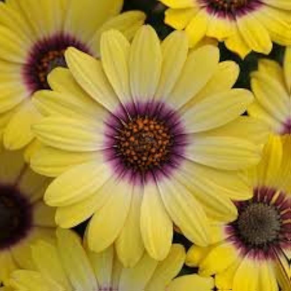 Yellow Dimorphotheca Flower seeds for Planting - Cut Flower Favorite, Heirloom & GMO Free Seeds for Home Garden