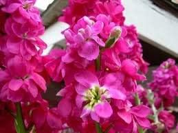 Mixed Climbing Perennial Rose Flower Seeds for Planting – Fragrant Blossoms Heirloom & NonGMO Seeds for Home Garden
 
 Sale for planting in home garden