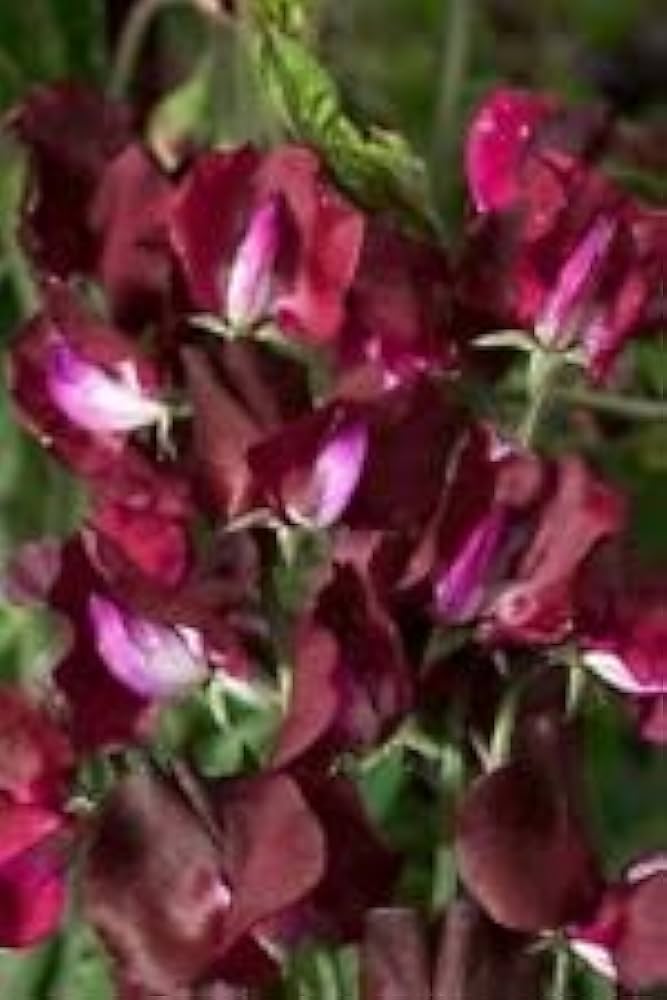 Sweet Pea Winter Elegance Burgundy – Elegant Climbing Flower Seeds