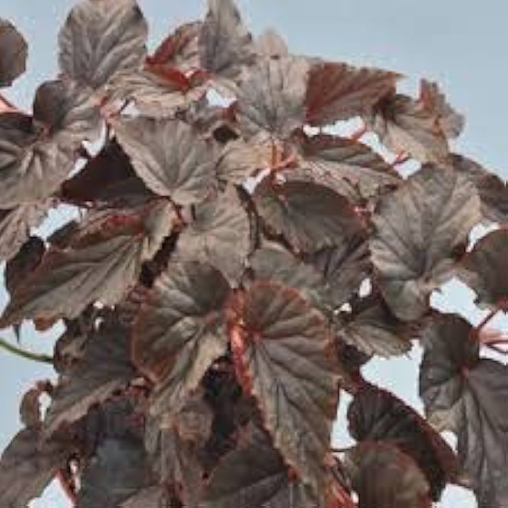 Begonia Hardy Grandis Perennial Seeds for Planting  grandis for flower beds and shady gardens
