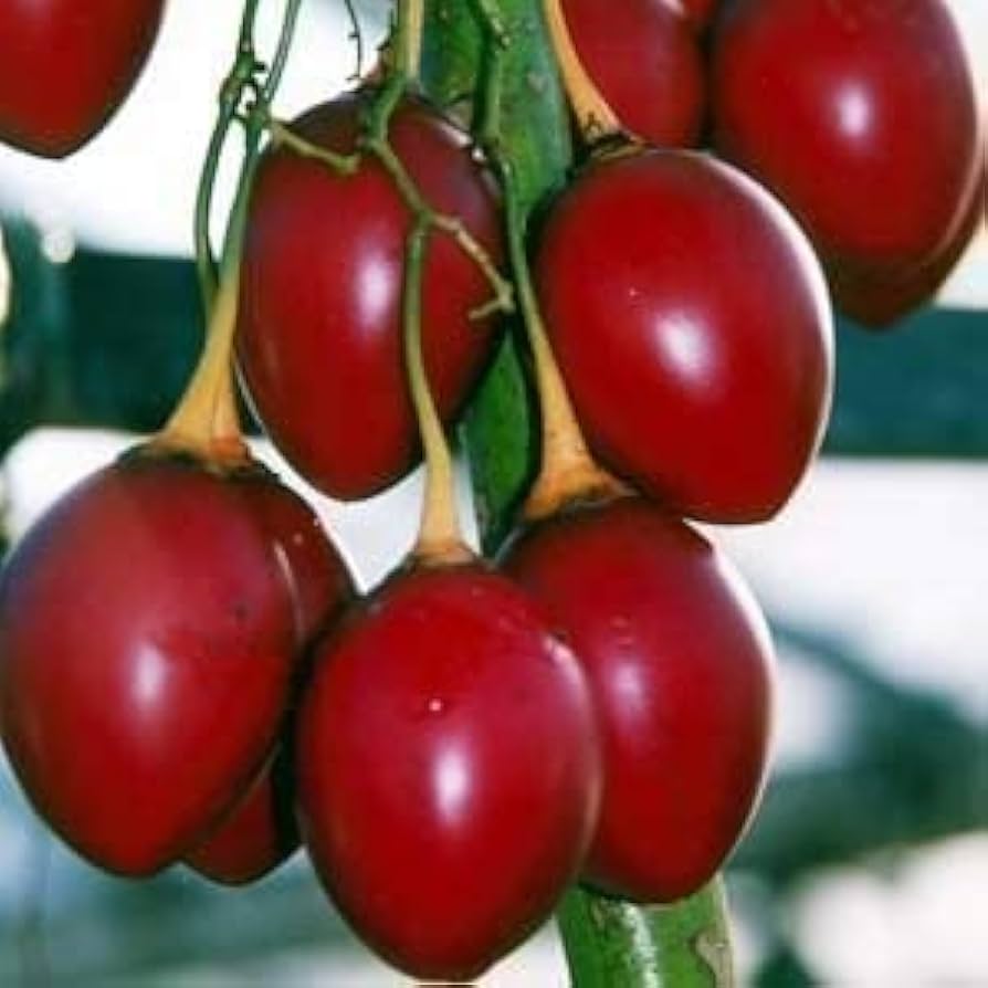Tamarillo Planting Essentials for Your Garden - Seed for Delicious Harvests