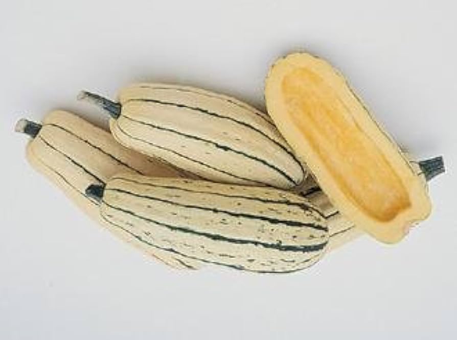 Lakota Squash Seeds for Planting Cucurbita pepo for vegetable patches and home gardens