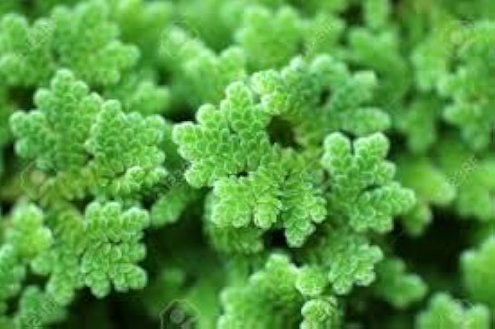 Gray Crested Fern Flower seeds for Planting - Premium Quality, Heirloom & GMO Free Seeds for Home Garden