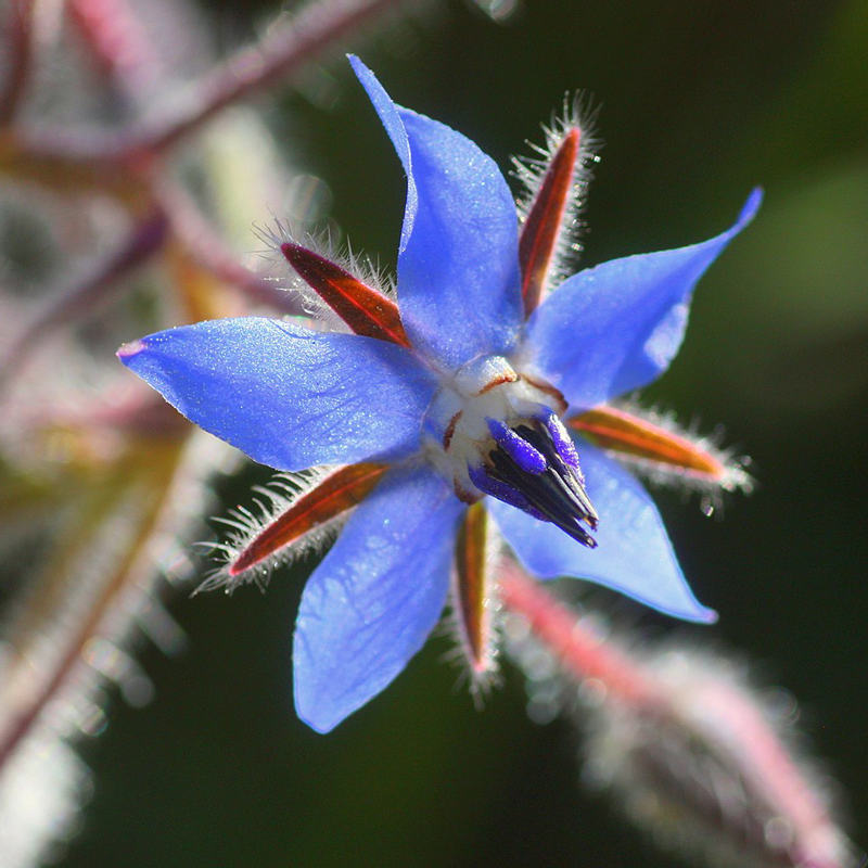 Dark Blue Borage Flower seeds for Planting - Low Maintenance, Heirloom & GMO Free Seeds for Home Garden