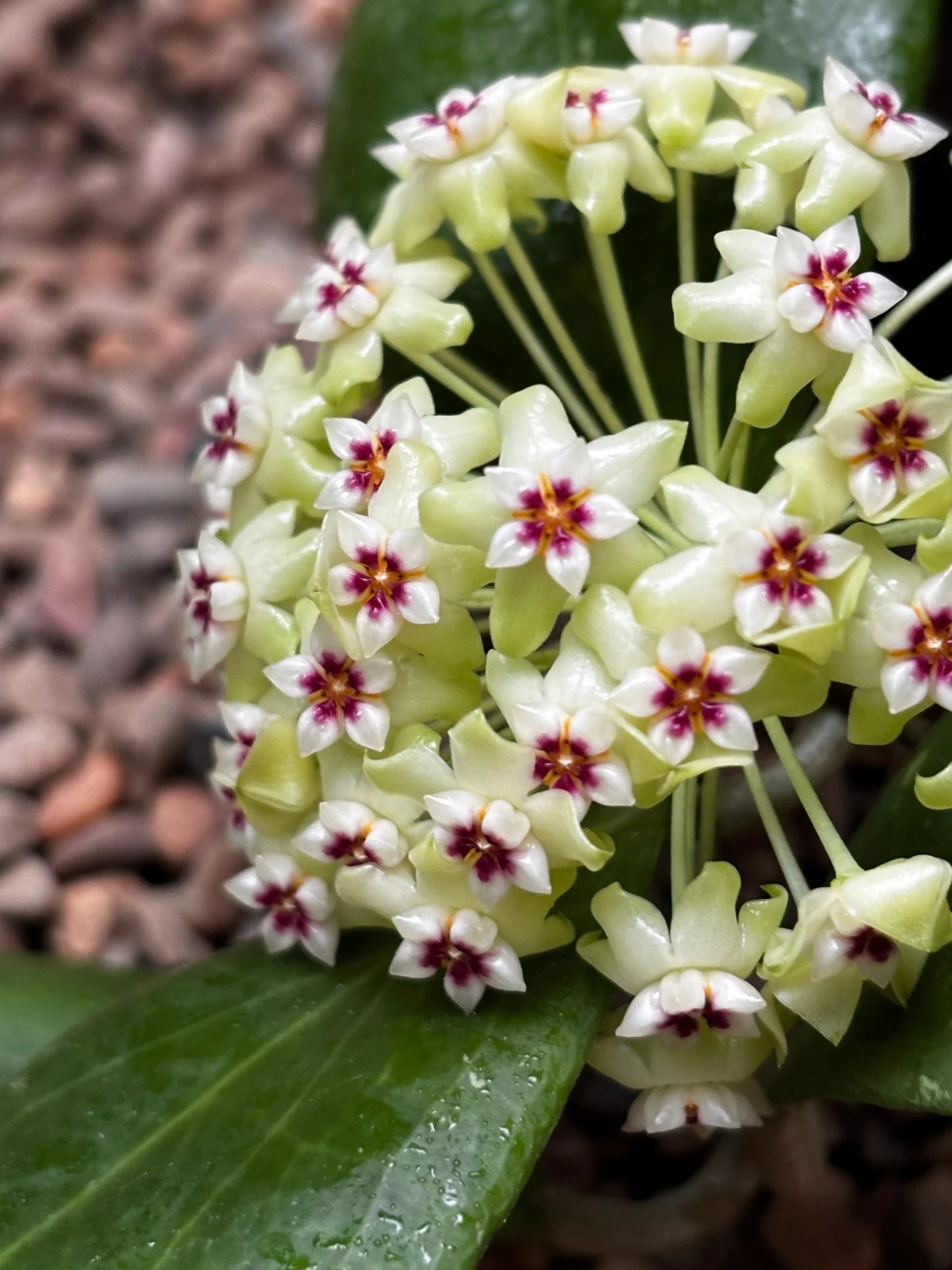 Green Purple Hoya Flower Seeds for Planting Compact Growth Heirloom & GMO Free Seeds for Home Garden
 
 Sale