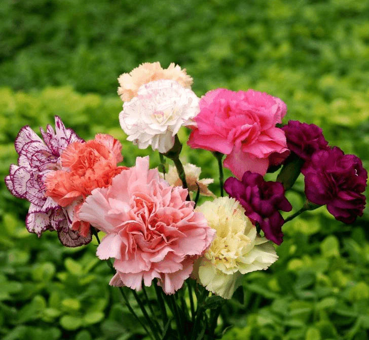 Carnation Flower seeds for Planting Pollinator Friendly Heirloom & GMO Free Seeds for Home Garden