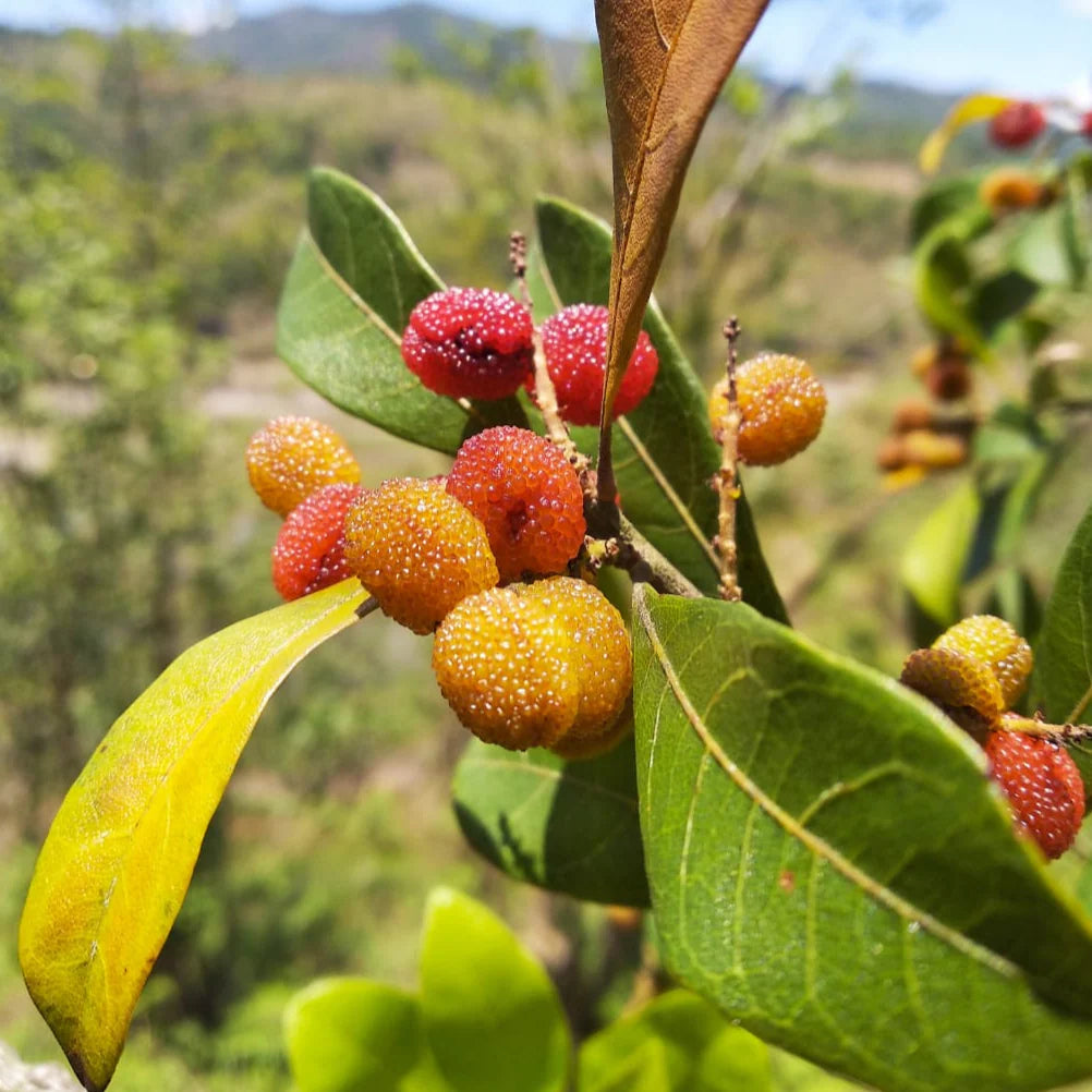 Plant Yellow Bayberry Fruit Seeds