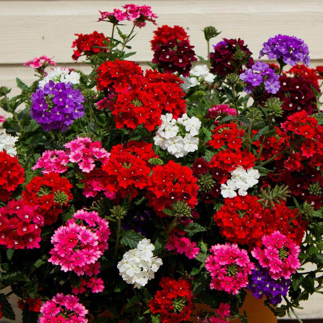 Verbena Flower Seeds for Planting