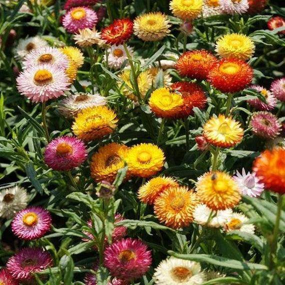 Mix Helianthemum Flower seeds for Planting - Cut Flower Favorite, Heirloom & GMO Free Seeds for Home Garden