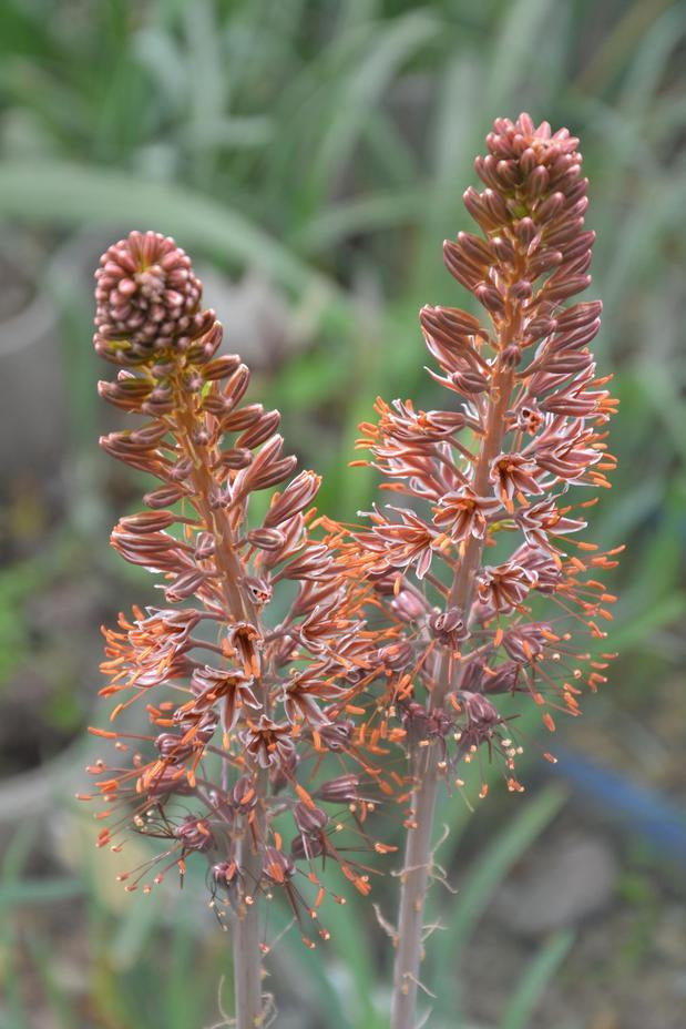Eremurus Flower seeds for Planting - Shade Tolerant, Heirloom & GMO Free Seeds for Home Garden
 
 Sale seeds for planting in home garden