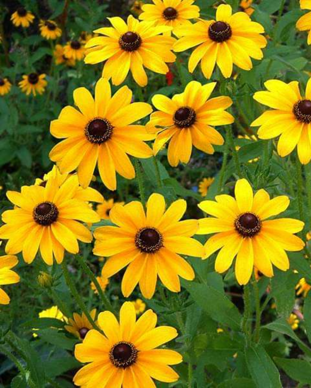 Yellow Rudbeckia Triloba Flower seeds for Planting - Long Bloom Season, Heirloom & GMO Free Seeds for Home Garden