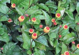 Yellow Spilanthes Seeds for Unique Planting