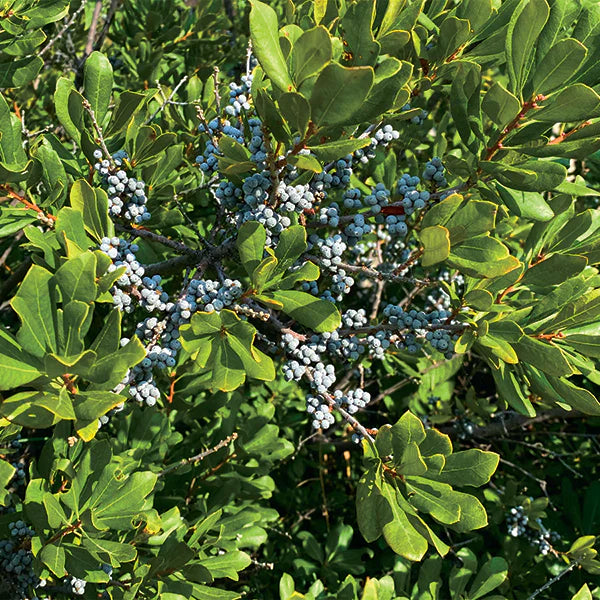 Green Myrica Pennsylvanica Seeds for Planting