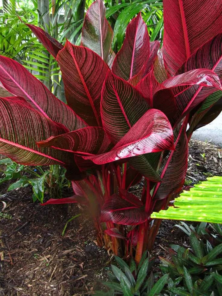 Red Cordyline Rubra Flower seeds for Planting - Bright Blooms, Heirloom & GMO Free Seeds for Home Garden