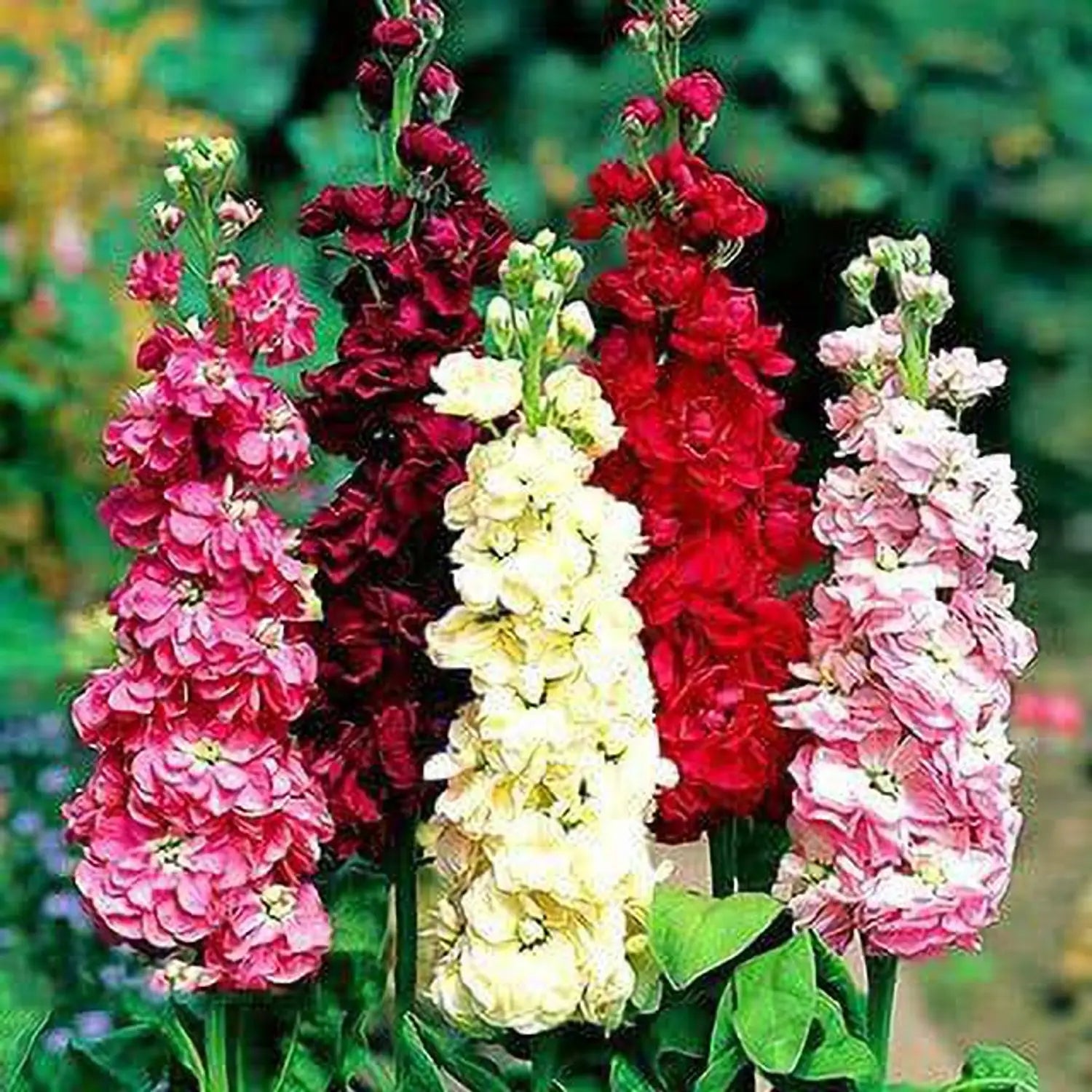 Mixed Matthiola Incana Flower seeds for Planting - Bright Blooms, Heirloom & GMO Free Seeds for Home Garden