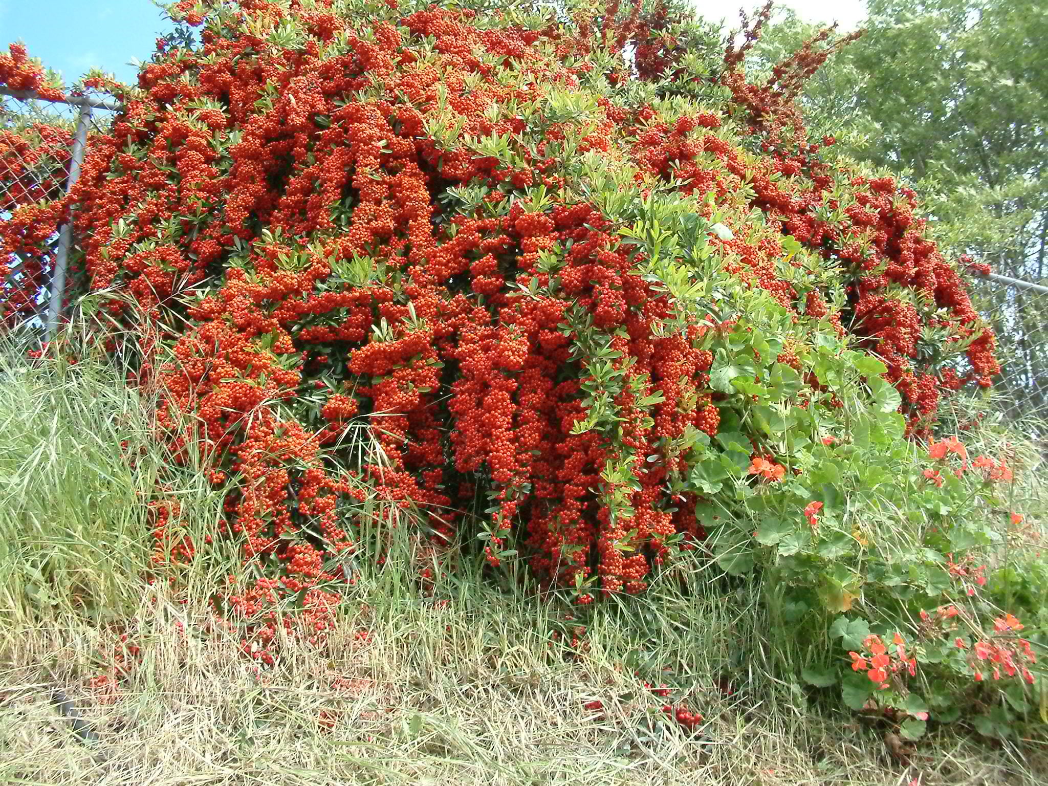 Red Pyracantha Fortuneana Seeds for Planting  Vibrant Berries, Easy-Growing Shrub