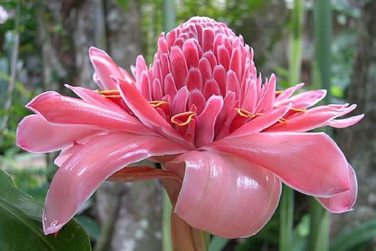 Pink Torch Ginger Flower seeds for Planting - Pollinator Friendly, Heirloom & GMO Free Seeds for Home Garden