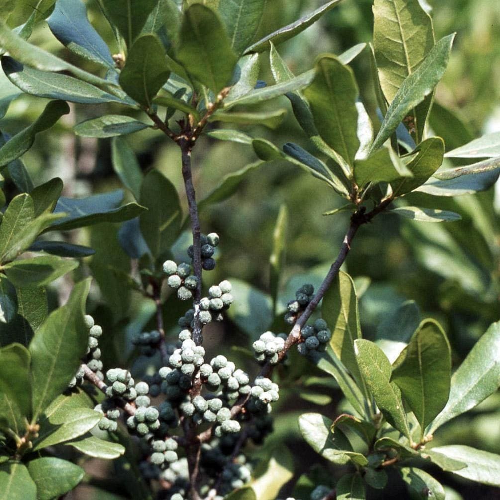 Green Myrica Pennsylvanica Seeds for Planting