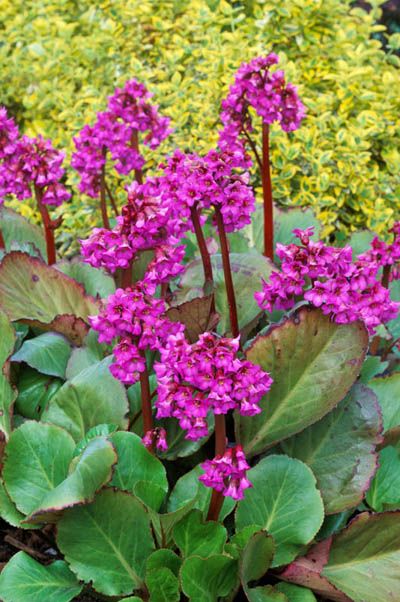 Bergenia Flower seeds for Planting - Wildflower Mix, Heirloom & GMO Free Seeds for Home Garden