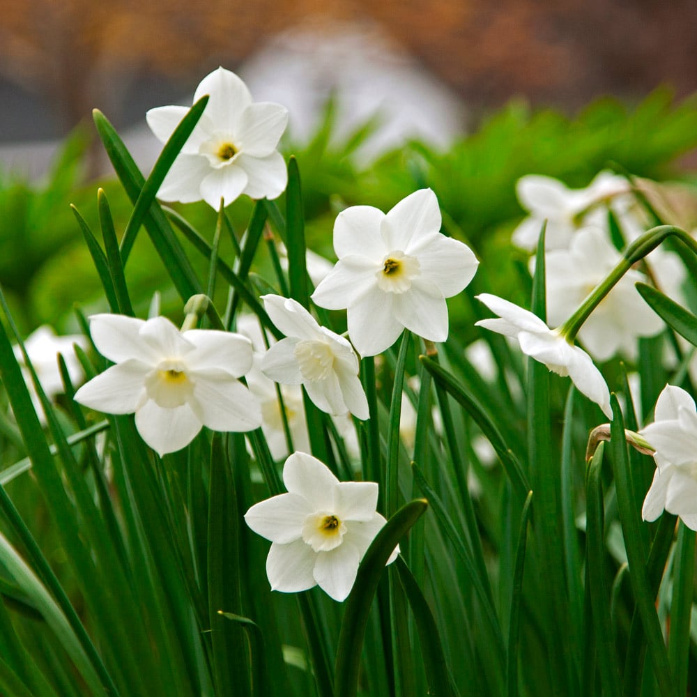 Cream Narcissus Flower seeds for Planting - Sun Loving, Heirloom & GMO Free Seeds for Home Garden