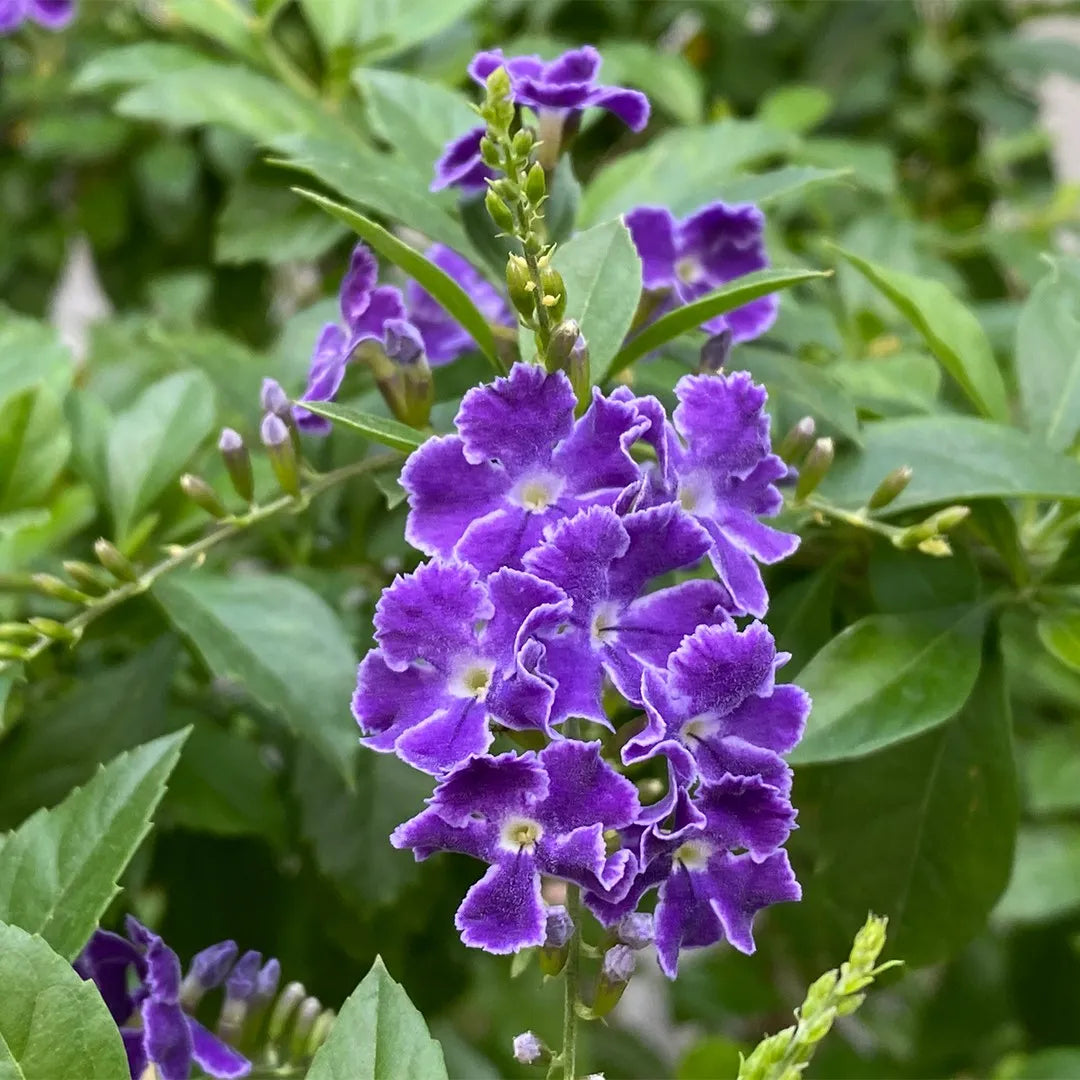 Blue Abutilon Striatum Flower seeds for Planting - Cut Flower Favorite, Heirloom & GMO Free Seeds for Home Garden